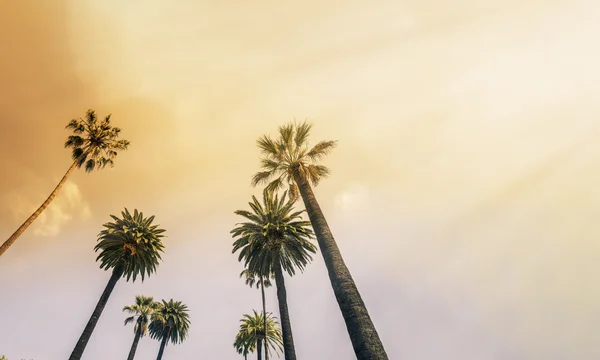 Los Angeles, West Coast Palm Tree Sunshine — Foto Stock