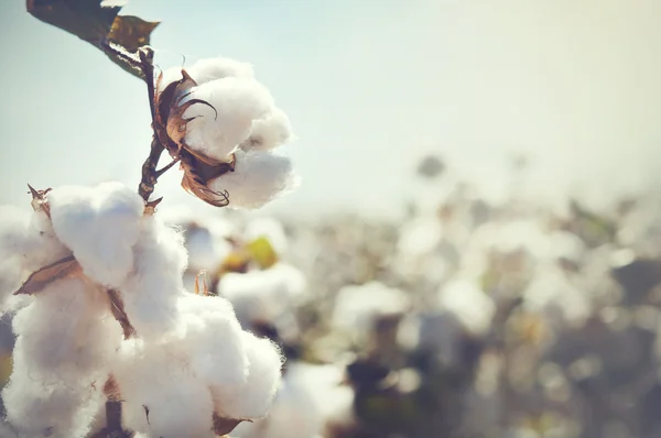 Colture di germogli di cotone — Foto Stock