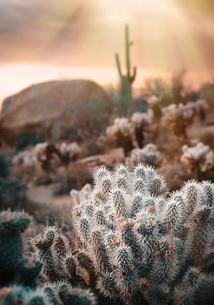Arizona wüste landschaft, regenbogen, cavecreek, usa — Stockfoto