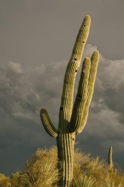 Saguaro cactus tree dramatic desert sky clipart