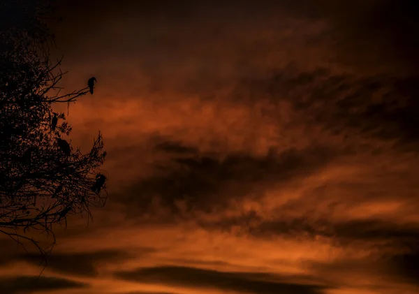 Desierto lago puesta de sol con garza silvestre aves —  Fotos de Stock