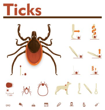 Vektör kene Infographic