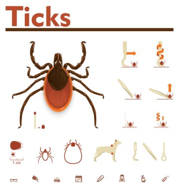 Vector tick infographic clipart