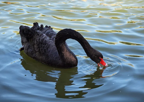 Cisne negro en un lago —  Fotos de Stock