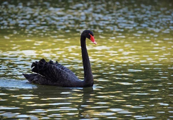 Cisne negro em um lago — Fotografia de Stock