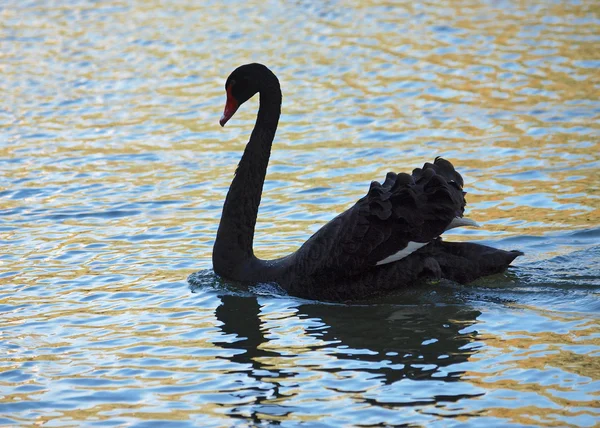 Cisne negro em um lago — Fotografia de Stock