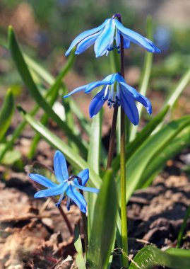 İlk Bahar mavi çiçek