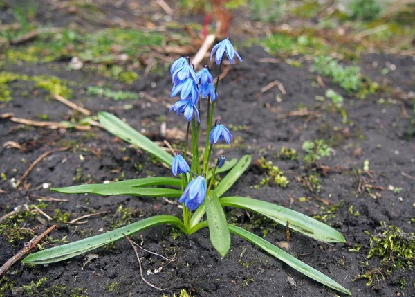 Första våren blå blomma — Stockfoto