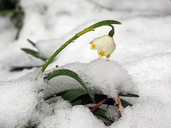 Первая весна белые цветы в снегу — стоковое фото
