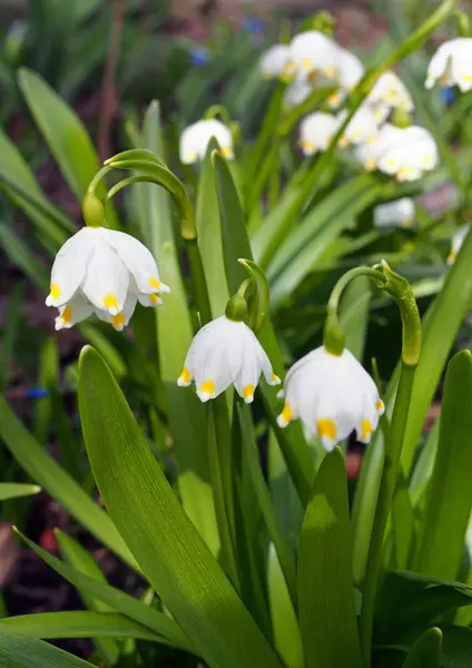 İlk bahar beyaz çiçekleri Bahçe