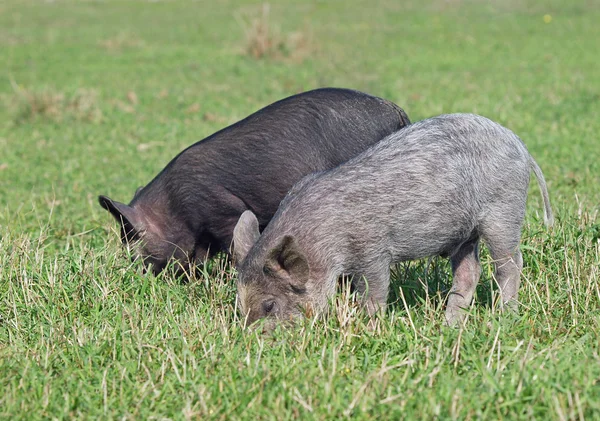 Little pigs  on a green meadow — Stock Photo, Image