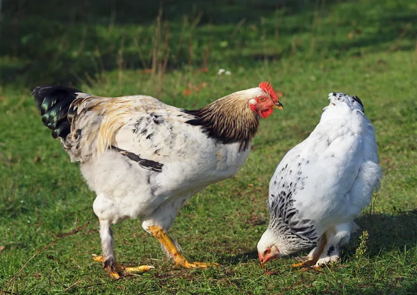 Las gallinas jóvenes picotean un forraje —  Fotos de Stock