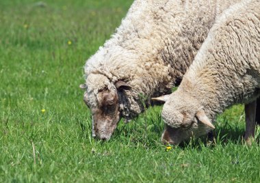 Yeşil çayır üzerinde iki koyun 