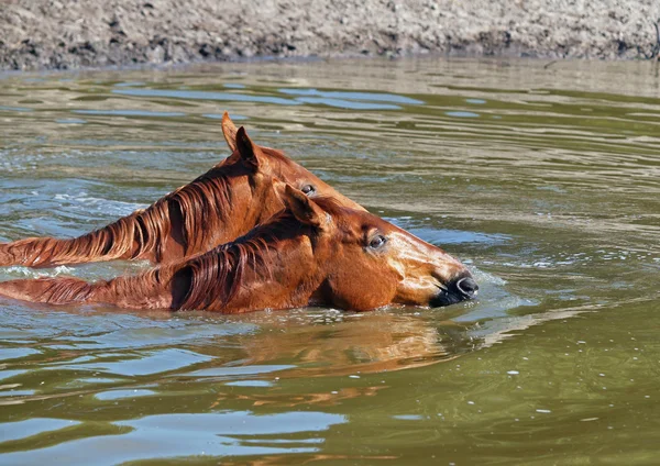 İki at gölde yüzmek — Stok fotoğraf