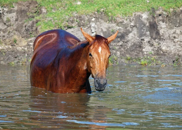 Göle kestane at — Stok fotoğraf