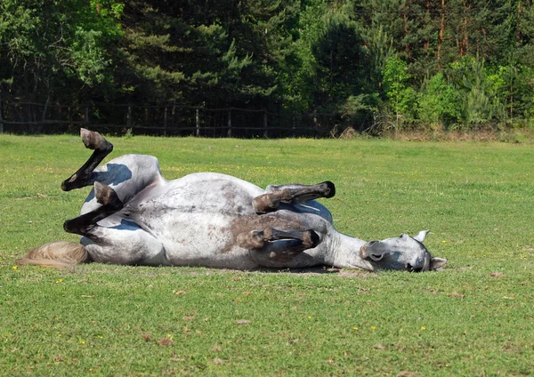 Il cavallo grigio che si rilassa su un'erba — Foto Stock