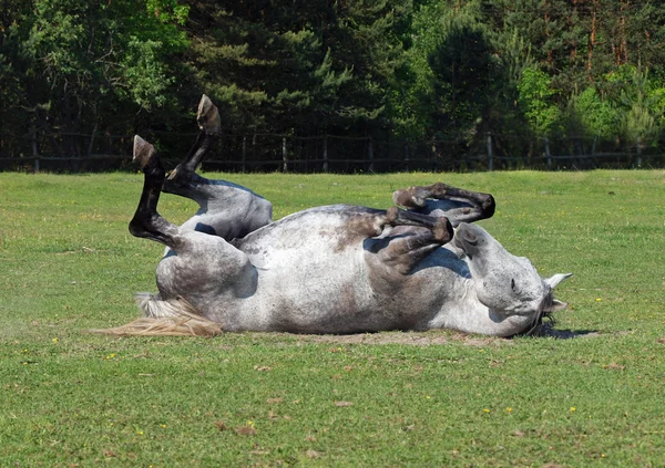 Le cheval gris relaxant sur une herbe — Photo