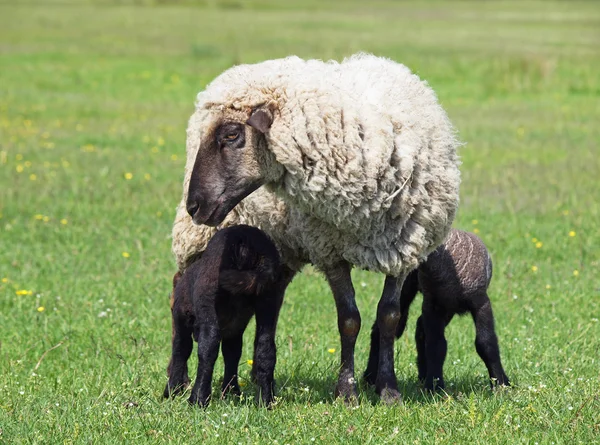 Suffolk pecore con due agnelli — Foto Stock