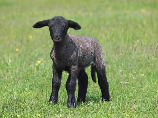 Cordeiro de suffolk preto em um prado — Fotografia de Stock