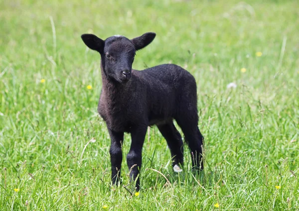 Fekete suffolk bárány a réten — Stock Fotó