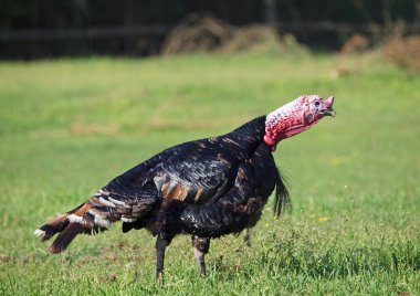 Yeşil çim üzerinde siyah Türkiye