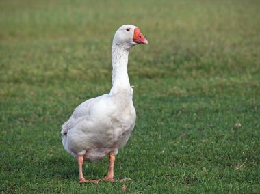 Çayır beyaz yerli kaz