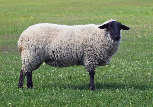 Exterior de ovejas jóvenes suffolk — Foto de Stock
