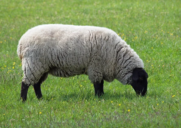 Внешний вид молодых овец-суффолков — стоковое фото