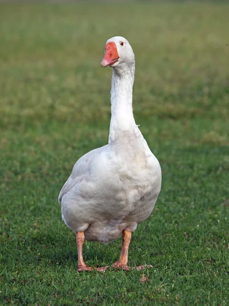 White domestic goose on meadow — Stock Photo, Image