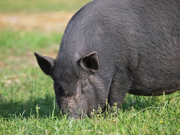 The  Vietnamese pig is grazed on a meadow — Stock Photo, Image