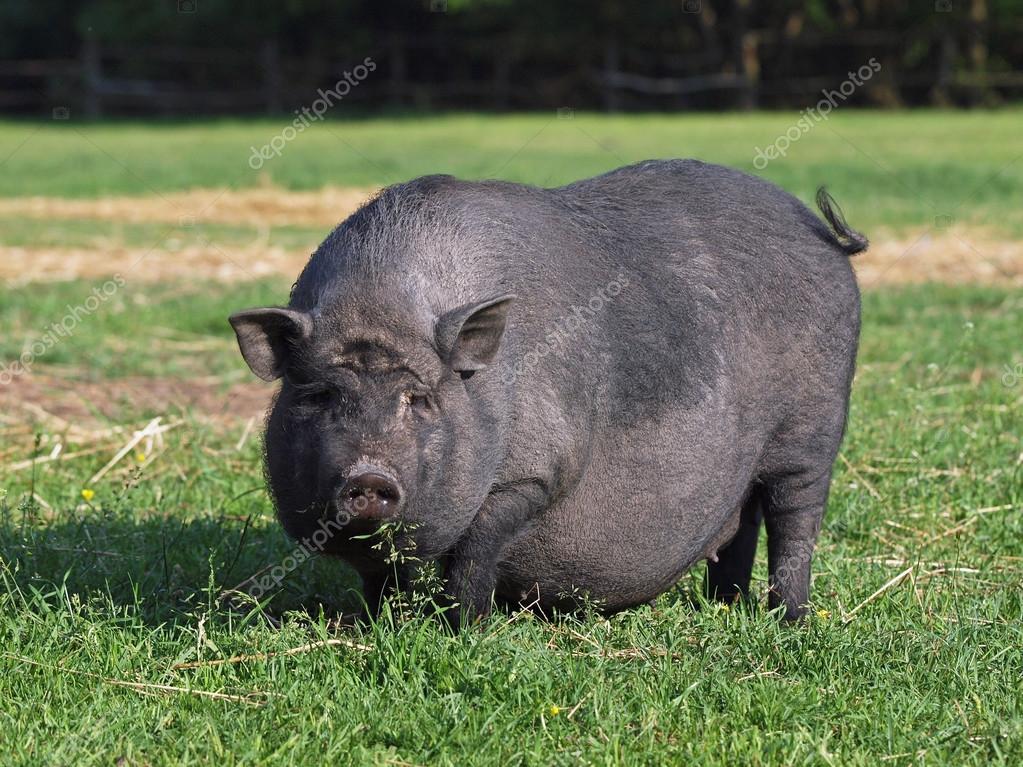 Pig Pregnant