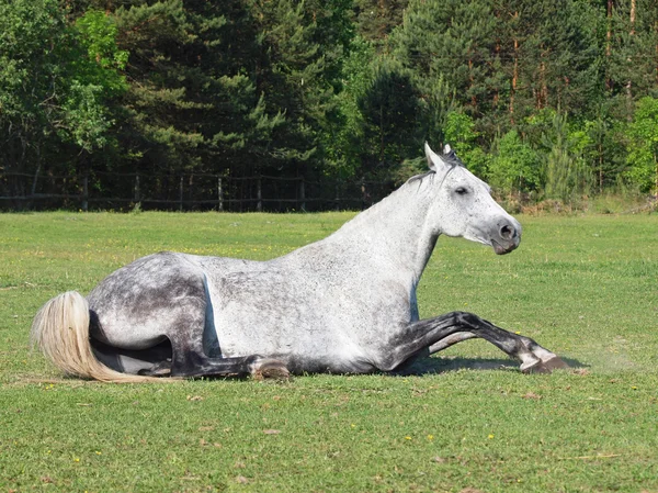 Den vackra hästen på en grön gräsmatta — Stockfoto