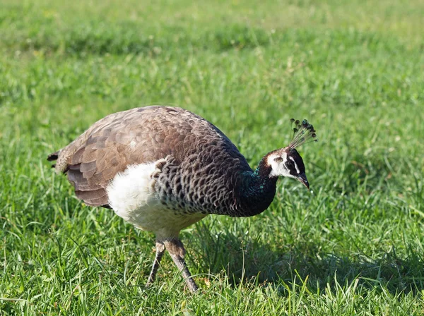 Zöld fű a fiatal peahen — Stock Fotó