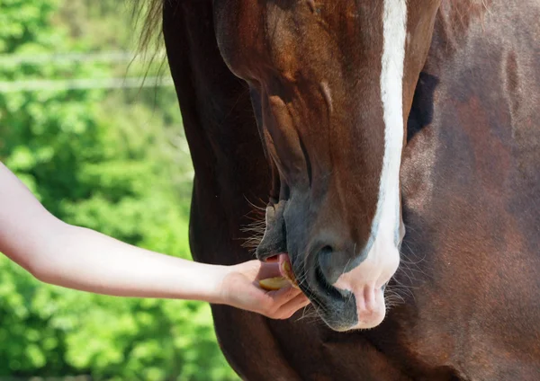 La main de la personne offre à un cheval un morceau de pomme — Photo