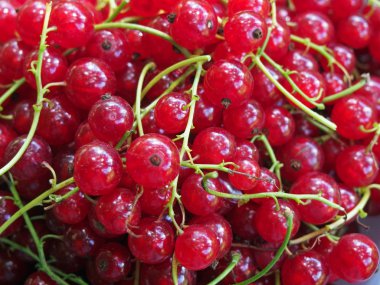 Olgun kırmızı kuş üzümü olgun çilek