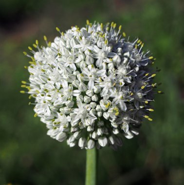 Şu yeni gelişen bitki soğan