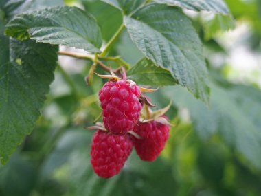 Ahududu olgunlaşma çilek