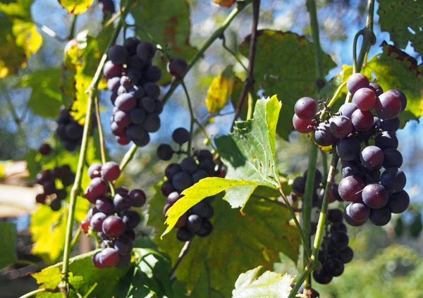 Wine grapes  on a natural background