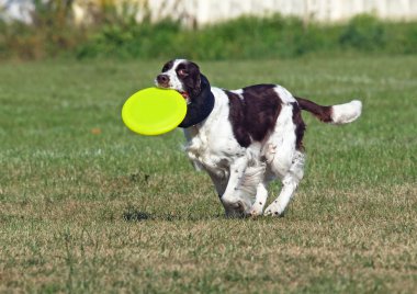 Güzel springer spaniel bir diskle çalış 