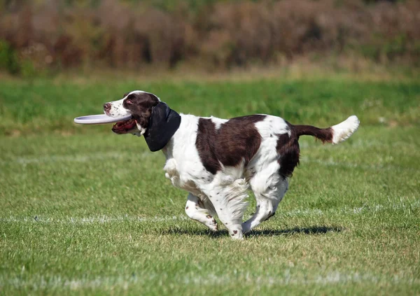 The beautiful springer spaniel plays with a disk — Stock Photo, Image