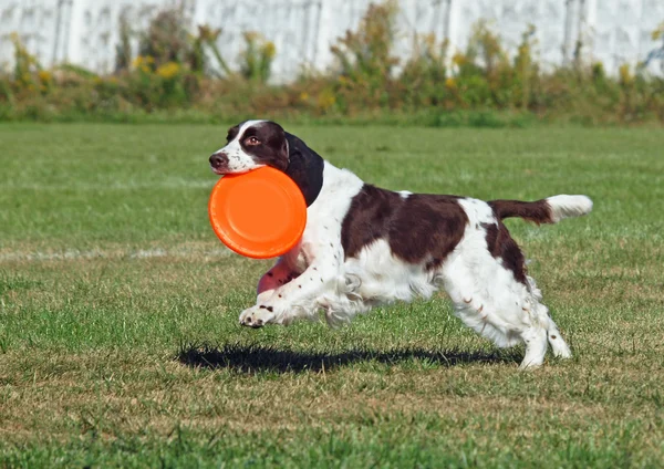 Den vakre springer spaniel spiller med en disk – stockfoto