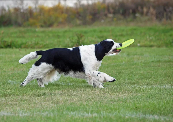 The beautiful springer spaniel plays with a disk — Stock Photo, Image