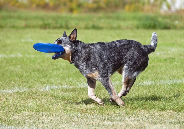 El perro hermoso juega con el disco — Foto de Stock