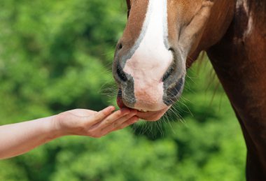 El bir at bir eğlence sunuyor. 