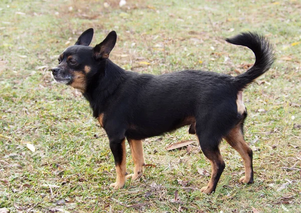 Porträtt Gammal Hund Chihuahua Rasen — Stockfoto