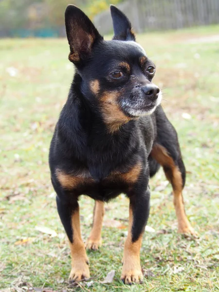 Retrato Perro Viejo Raza Chihuahua — Foto de Stock