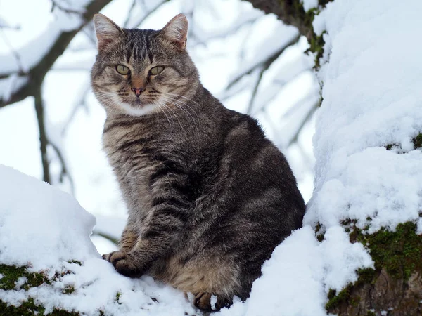 雪の木の上に座っている美しい大人のタビー猫 ロイヤリティフリーのストック写真