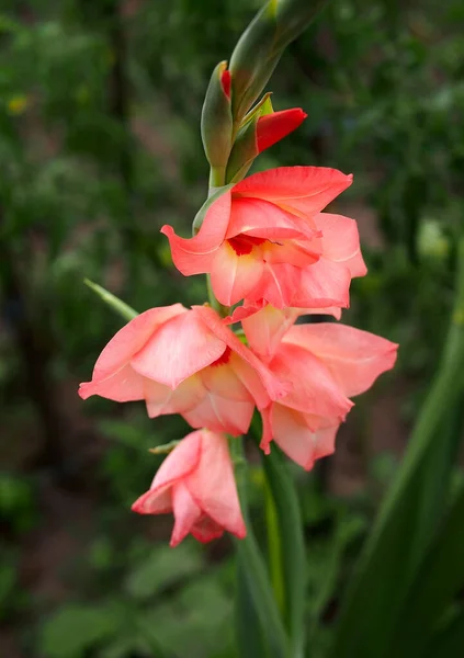 Квітучий Рожевий Гладіолус Природному Тлі — стокове фото