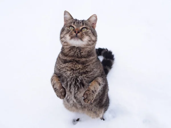 Gato Nas Patas Traseiras Contra Fundo Neve Vista Superior — Fotografia de Stock