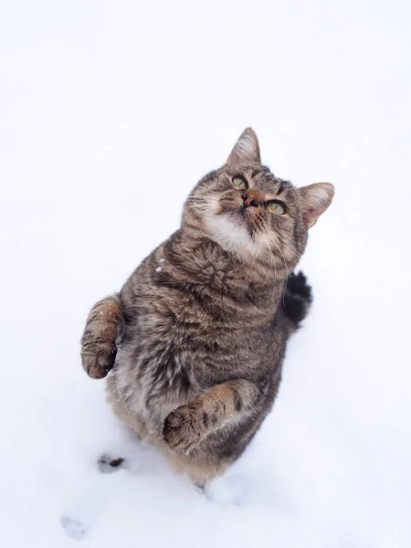 雪を背景にした後ろ足の猫 トップビュー — ストック写真
